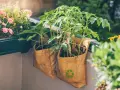 Sadzonki pomidorów w workach z recyklingu na balkonie. Proste wskazówki, jak sadzić pomidory w doniczkach, by cieszyć się własnymi plonami.