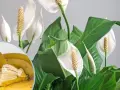 Nawóz z banana do jakich kwiatów? Skrzydłokwiaty uwielbiają potas z bananów, co widać po ich bujnych liściach i pięknych kwiatach.