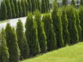 Rząd zielonych, stożkowatych iglaków do ogrodu szybko rosnących, tworzący naturalny żywopłot.