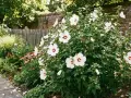 Białe kwiaty hibiskusa odmiany do ogrodu kwitną obficie przy drewnianym płocie. Pszczoły zbierają nektar.