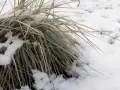 Zimowe liście traw pampasowych pokryte szronem i śniegiem. Kiedy przycinać trawy pampasowe? Najlepiej wiosną, po ustąpieniu mrozów.