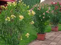 Żółty oleander w donicy kwitnie obficie obok różowych i czerwonych krzewów.