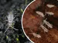 Małe, białe robaczki w ziemi, niektóre z nich są na kawałku drewna, inne na mchu.