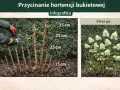 Instrukcja, kiedy przycinać hortensję bukietową. Pokazuje przycinanie pędów na różne wysokości (15-35 cm) i efekt po zabiegu.