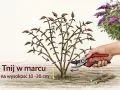 Budleja przycinanie kiedy? W marcu, na wysokość 10-30 cm. Sekatorem tniemy pędy, by roślina pięknie kwitła.