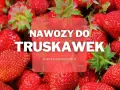 Soczyste truskawki w zbliżeniu. Dowiedz się, jaki nawóz pod truskawki zapewni obfite plony.