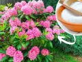 Piękny rododendron kwitnie obficie. Obok miseczka z białym proszkiem, sugerująca domowy nawóz do rododendronów.