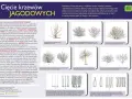 Jak przycinać drzewka owocowe? Porady dotyczące cięcia porzeczek, agrestu, borówek, aronii, malin i jeżyn.