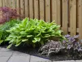 Piękna hosta z zielono-białymi liśćmi, idealna jako kwiaty do cienia wieloletnie. Obok paprocie i czerwona klon.