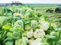 Góra świeżych kalafiorów gotowa do transportu. Widać, jak rośnie kalafior na polu, gdzie pracują traktory.
