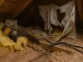Mała kuna w domu, ukryta w izolacji poddasza, wśród poszarpanego materiału i kabli.
