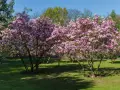 Dwie kwitnące magnolie w pełnym rozkwicie, z różowymi kwiatami. Wiosna pokazuje, jak szybko rośnie magnolia.