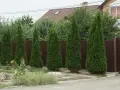 Rząd zielonych tui przy brązowym płocie. Wycięcie tui bez zezwolenia może skutkować karą.