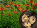Pomarańczowe kwiaty cesarska korona sadzenie bokiem. W okręgu cebulki przygotowane do sadzenia.