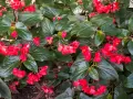 Kwitnąca begonia dragon, z czerwonymi kwiatami i zielonymi liśćmi, gotowa do zimowania.