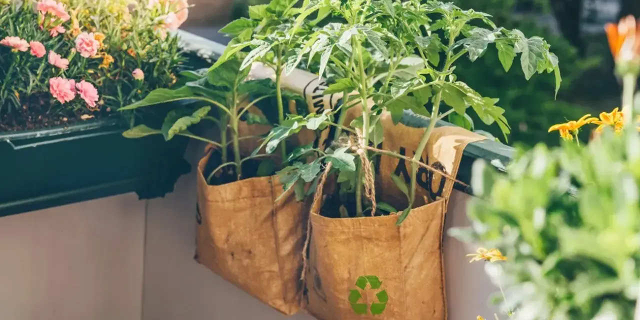 Sadzonki pomidorów w workach z recyklingu na balkonie. Proste wskazówki, jak sadzić pomidory w doniczkach, by cieszyć się własnymi plonami.