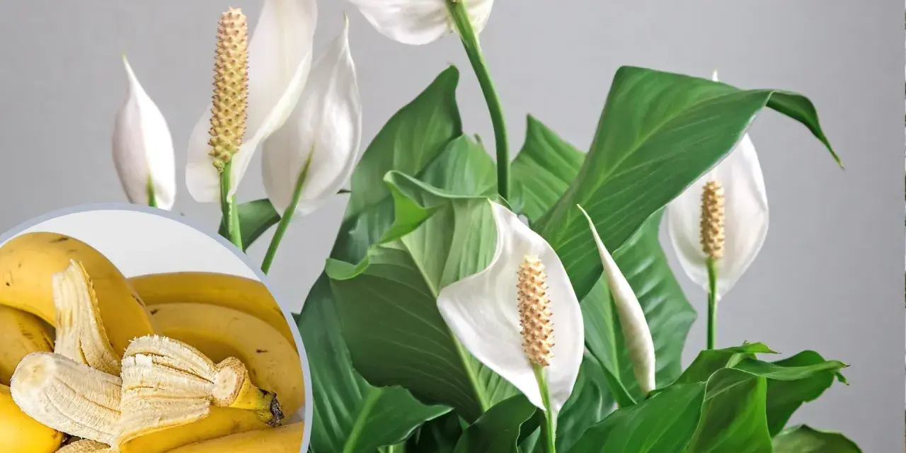 Nawóz z banana do jakich kwiatów? Skrzydłokwiaty uwielbiają potas z bananów, co widać po ich bujnych liściach i pięknych kwiatach.