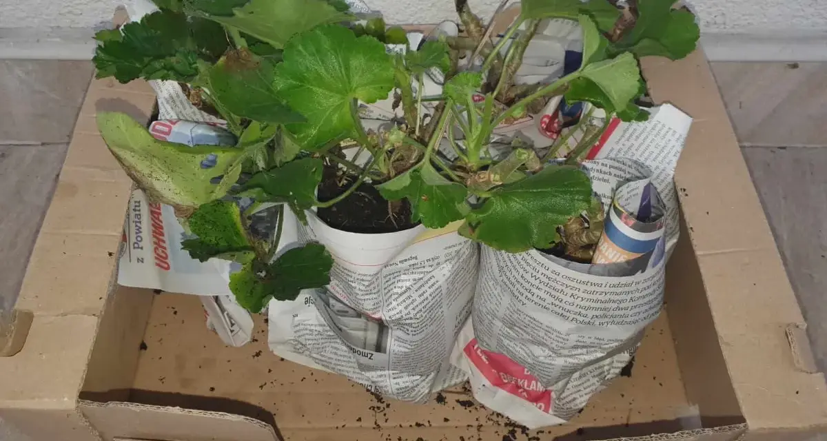 Pelargonie w doniczkach, owinięte gazetami, czekają w kartonie, by przezimować.