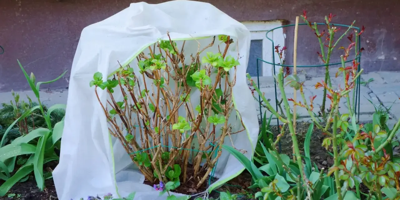 Hortensja bukietowa w donicy zimowanie pod białą osłoną. Wiosna budzi rośliny do życia.