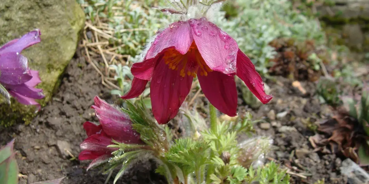 Fioletowe i bordowe kielichy krokusów, chronione przez naturę, pokryte kroplami rosy.