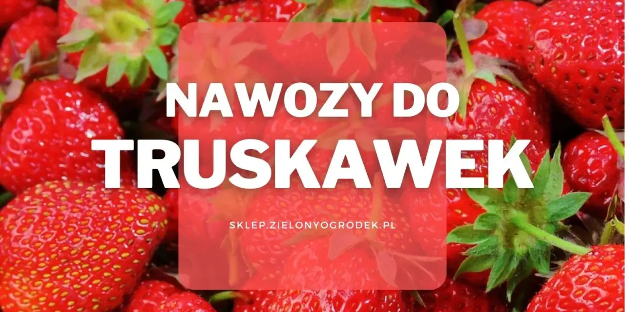 Soczyste truskawki w zbliżeniu. Dowiedz się, jaki nawóz pod truskawki zapewni obfite plony.