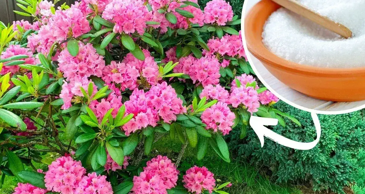 Piękny rododendron kwitnie obficie. Obok miseczka z białym proszkiem, sugerująca domowy nawóz do rododendronów.