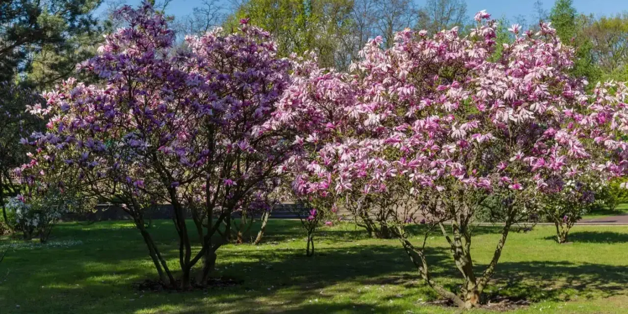 Dwie kwitnące magnolie w pełnym rozkwicie, z różowymi kwiatami. Wiosna pokazuje, jak szybko rośnie magnolia.