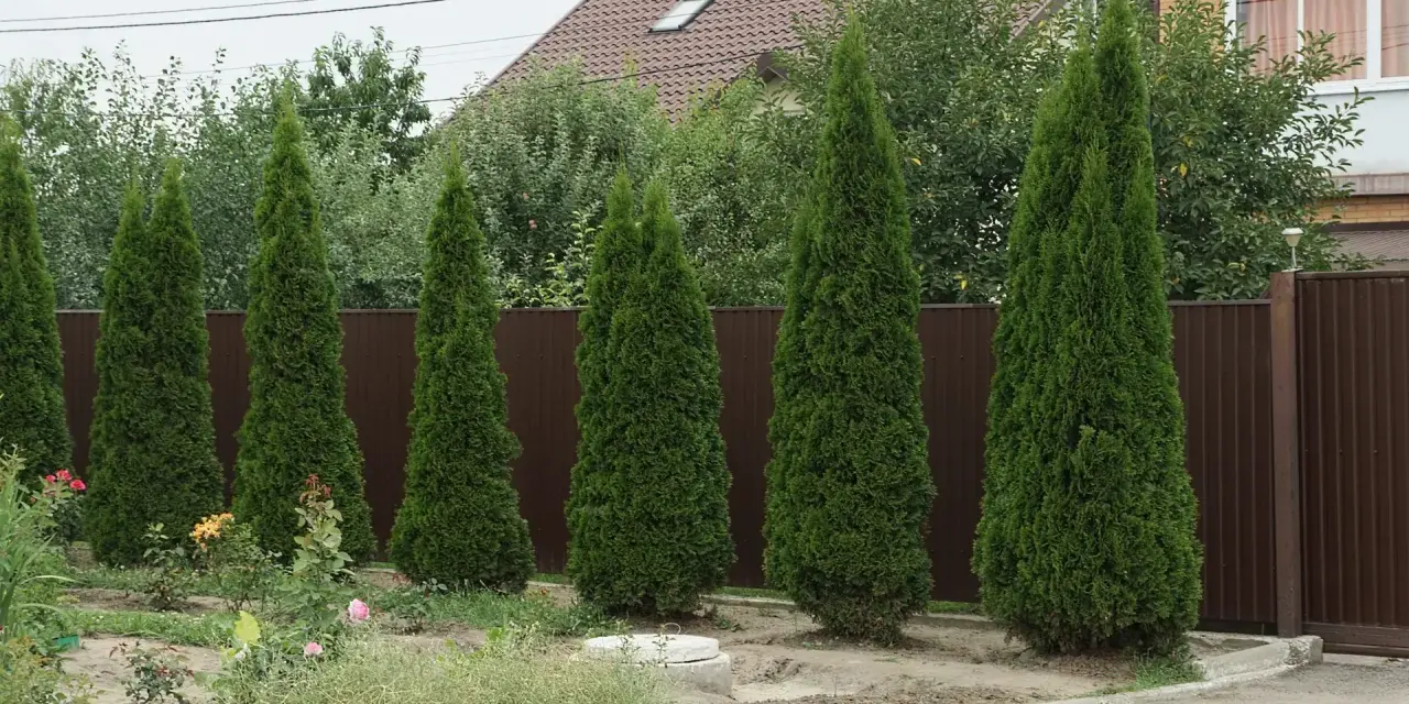 Rząd zielonych tui przy brązowym płocie. Wycięcie tui bez zezwolenia może skutkować karą.