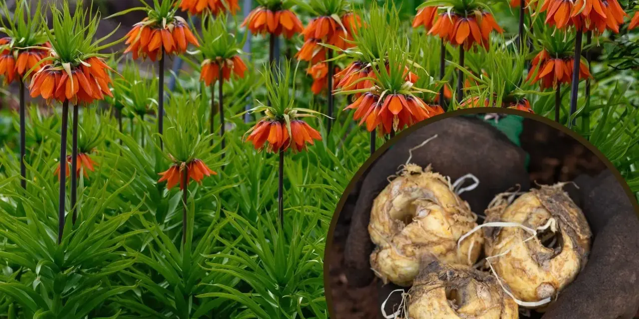 Pomarańczowe kwiaty cesarska korona sadzenie bokiem. W okręgu cebulki przygotowane do sadzenia.
