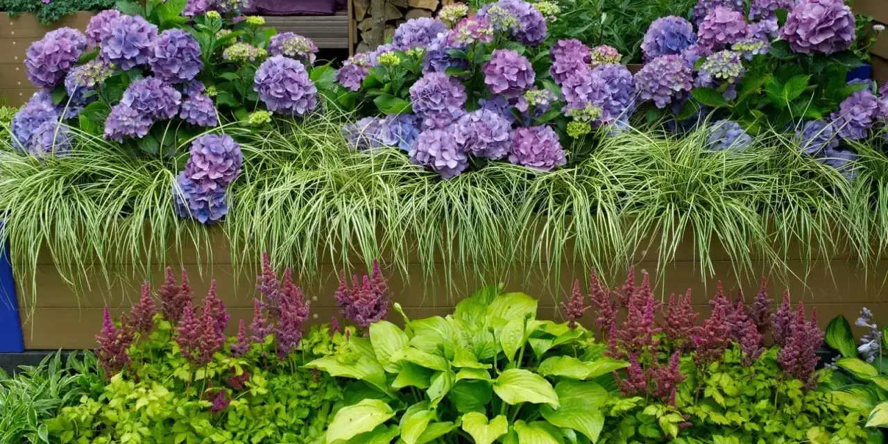 Piękna kompozycja z hortensją bukietową. Obok niej świetnie wyglądają trawy ozdobne, funkie i astilbe.