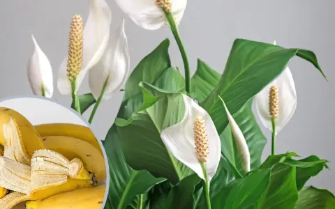 Nawóz z banana do jakich kwiatów? Skrzydłokwiaty uwielbiają potas z bananów, co widać po ich bujnych liściach i pięknych kwiatach.