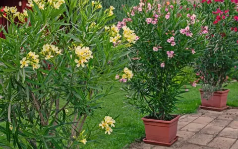Żółty oleander w donicy kwitnie obficie obok różowych i czerwonych krzewów.