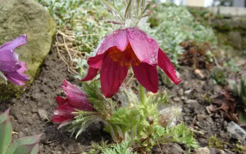 Fioletowe i bordowe kielichy krokusów, chronione przez naturę, pokryte kroplami rosy.