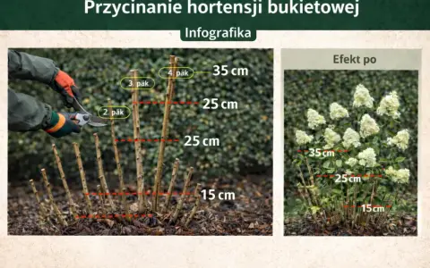 Przycinanie hortensji na pniu. Pokazano, jak przyciąć pędy do 15-35 cm nad ziemią, by uzyskać bujne kwitnienie.