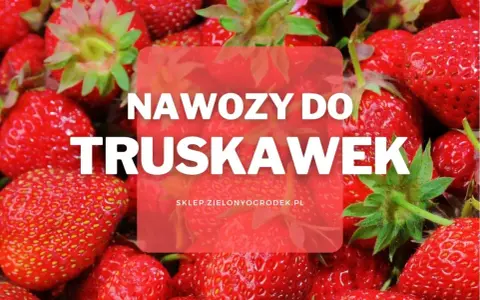 Soczyste truskawki w zbliżeniu. Dowiedz się, jaki nawóz pod truskawki zapewni obfite plony.