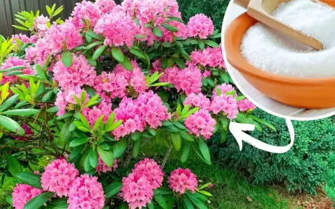 Piękny rododendron kwitnie obficie. Obok miseczka z białym proszkiem, sugerująca domowy nawóz do rododendronów.