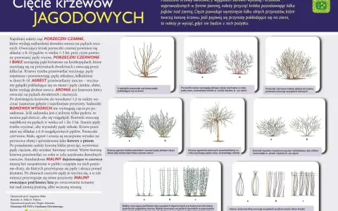 Jak przycinać drzewka owocowe? Porady dotyczące cięcia porzeczek, agrestu, borówek, aronii, malin i jeżyn.