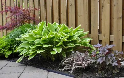 Piękna hosta z zielono-białymi liśćmi, idealna jako kwiaty do cienia wieloletnie. Obok paprocie i czerwona klon.
