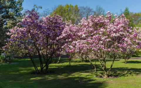 Dwie kwitnące magnolie w pełnym rozkwicie, z różowymi kwiatami. Wiosna pokazuje, jak szybko rośnie magnolia.