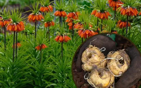 Pomarańczowe kwiaty cesarska korona sadzenie bokiem. W okręgu cebulki przygotowane do sadzenia.