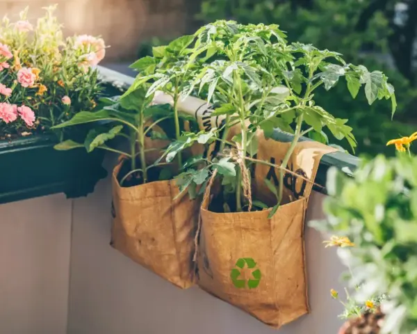 Sadzonki pomidorów w workach z recyklingu na balkonie. Proste wskazówki, jak sadzić pomidory w doniczkach, by cieszyć się własnymi plonami.