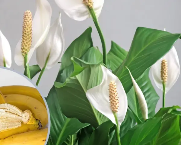 Nawóz z banana do jakich kwiatów? Skrzydłokwiaty uwielbiają potas z bananów, co widać po ich bujnych liściach i pięknych kwiatach.