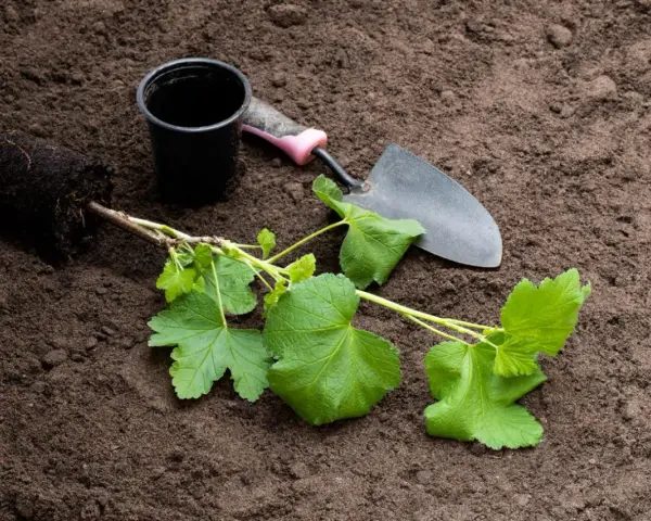 Sadzonka porzeczki z bryłą korzeniową, doniczka i łopatka na ziemi. Idealny czas, kiedy przesadzać porzeczki, to wiosna lub jesień.