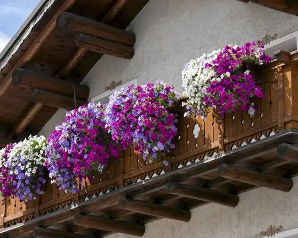 Kwiaty na balkon słoneczny i wietrzny: obfite kaskady fioletowych, różowych i białych petunii zdobią drewnianą balustradę.