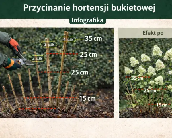 Instrukcja, kiedy przycinać hortensję bukietową. Pokazuje przycinanie pędów na różne wysokości (15-35 cm) i efekt po zabiegu.