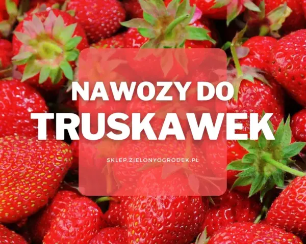 Soczyste truskawki w zbliżeniu. Dowiedz się, jaki nawóz pod truskawki zapewni obfite plony.