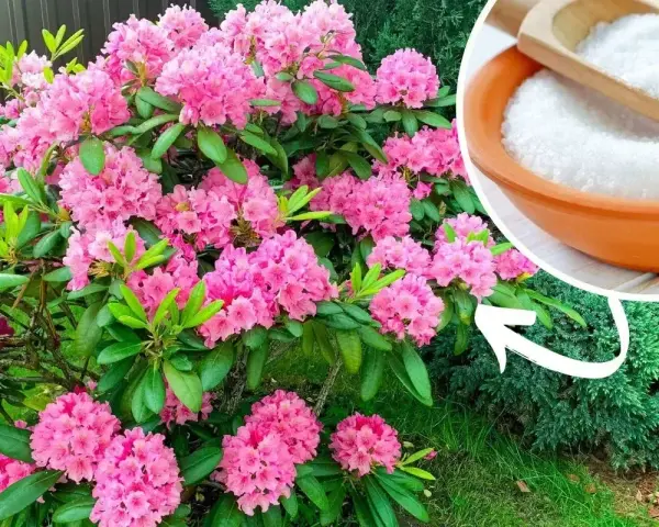 Piękny rododendron kwitnie obficie. Obok miseczka z białym proszkiem, sugerująca domowy nawóz do rododendronów.