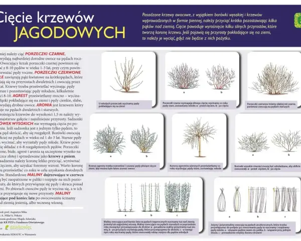 Jak przycinać drzewka owocowe? Porady dotyczące cięcia porzeczek, agrestu, borówek, aronii, malin i jeżyn.