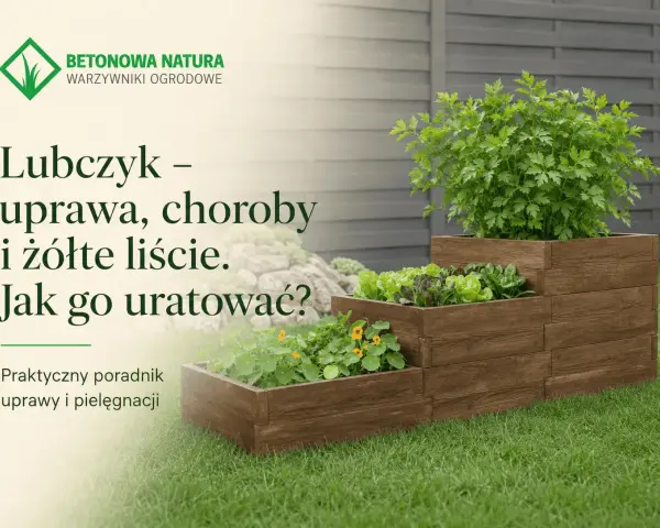 Lubczyk w drewnianej skrzyni, z tekstem o tym, czemu lubczyk żółknie i jak go uratować.