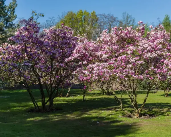 Dwie kwitnące magnolie w pełnym rozkwicie, z różowymi kwiatami. Wiosna pokazuje, jak szybko rośnie magnolia.